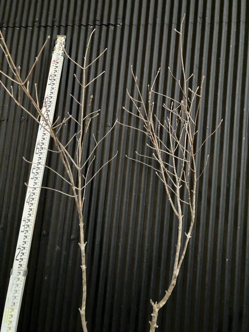 山採り　アオダモt