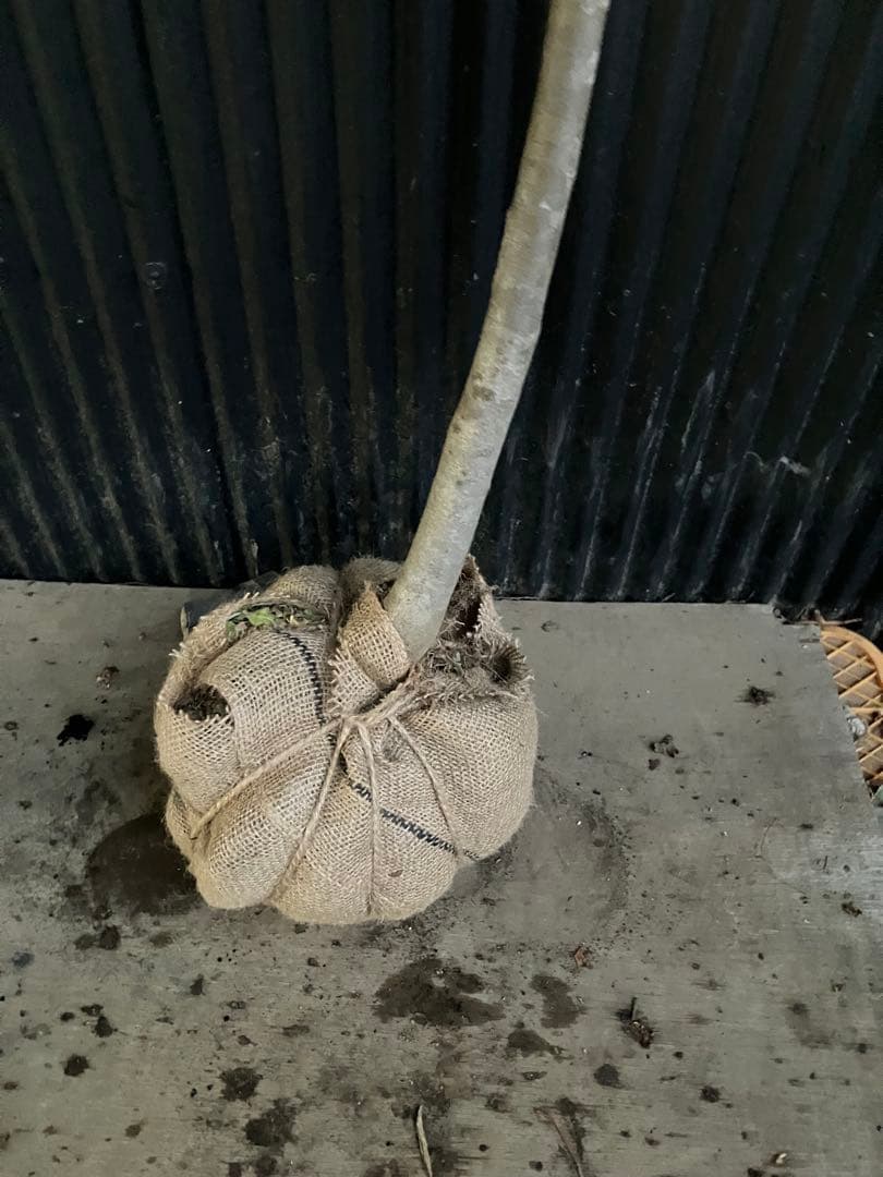 山採り　アオダモt