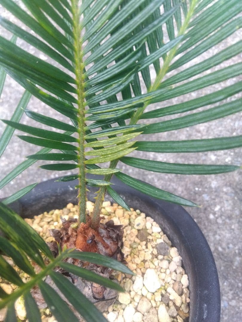 ソテツ　斑入り　５号鉢つき　子株3株つき❗　①