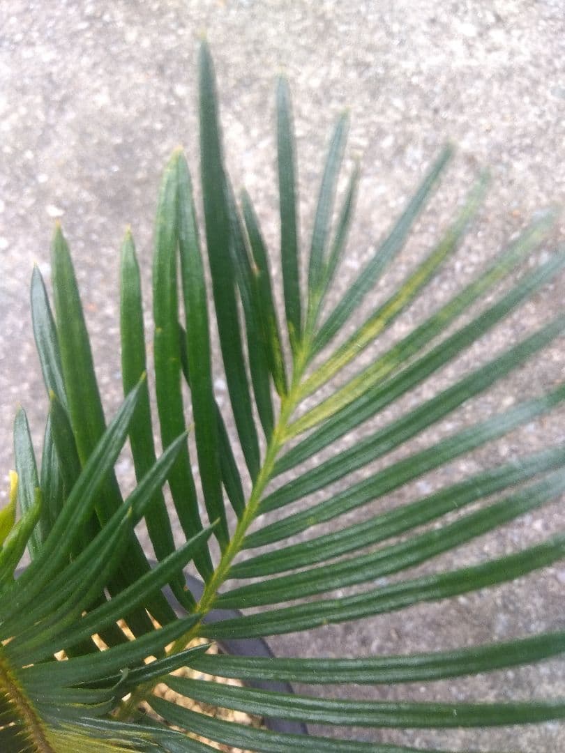 ソテツ　斑入り　５号鉢つき　子株3株つき❗　①