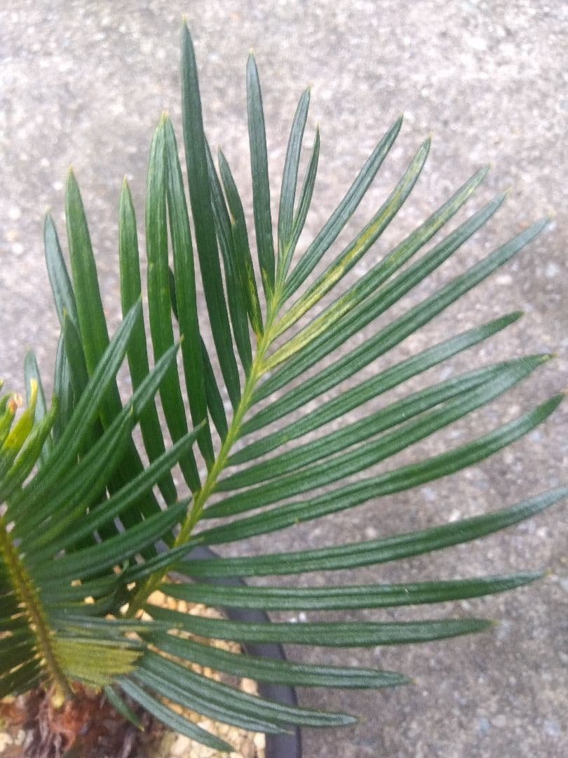 ソテツ　斑入り　５号鉢つき　子株3株つき❗　①