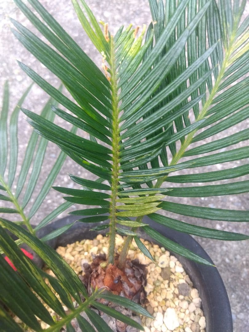 ソテツ　斑入り　５号鉢つき　子株3株つき❗　①