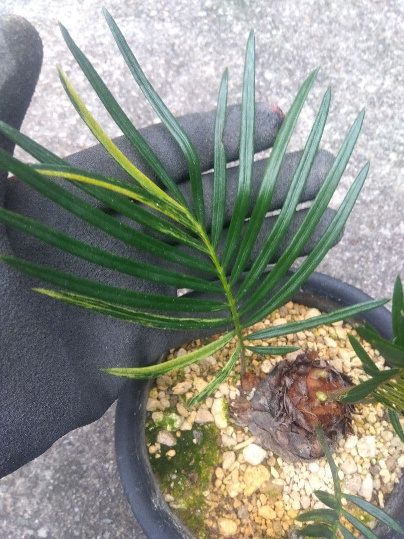 ソテツ　斑入り　５号鉢つき　子株3株つき❗　①