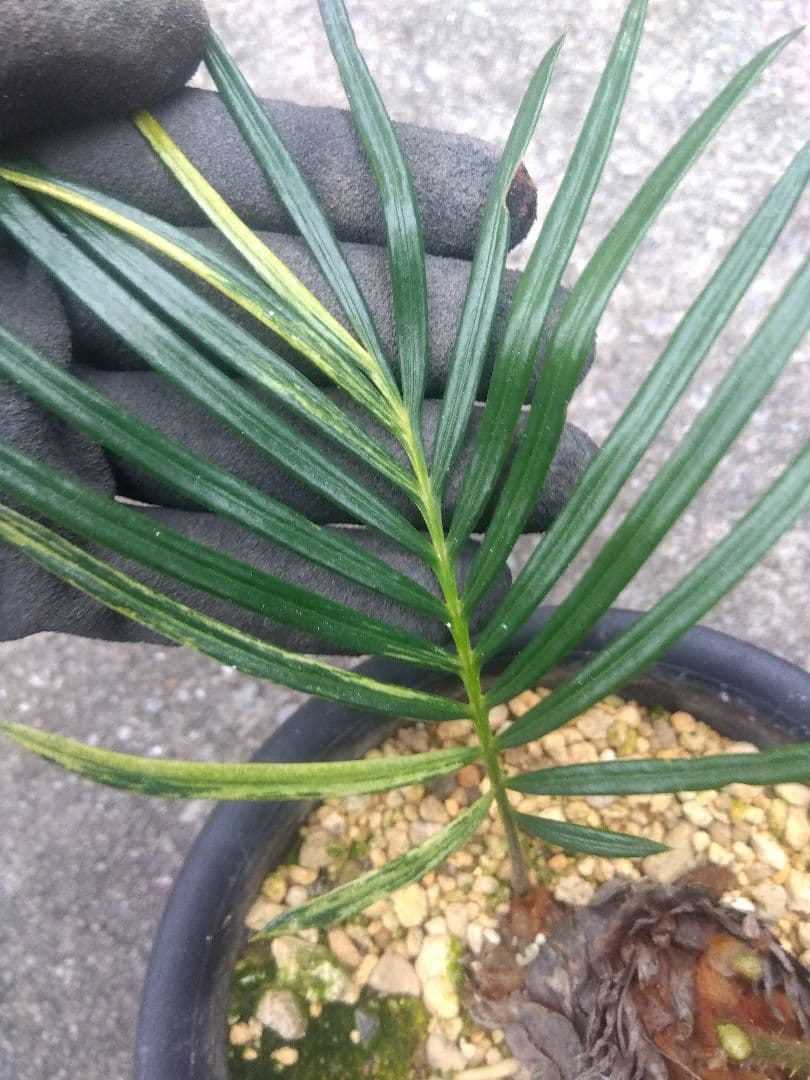 ソテツ　斑入り　５号鉢つき　子株3株つき❗　①