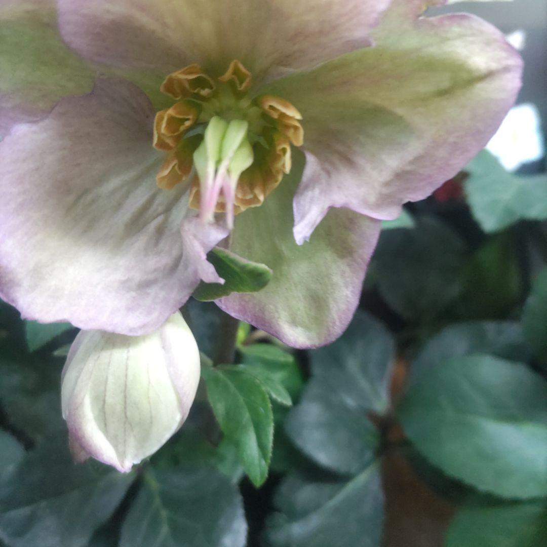 クリスマスローズ⭐️氷の薔薇⭐️雪の妖精⭐️プレミア鉢４鉢セット⭐️6号鉢