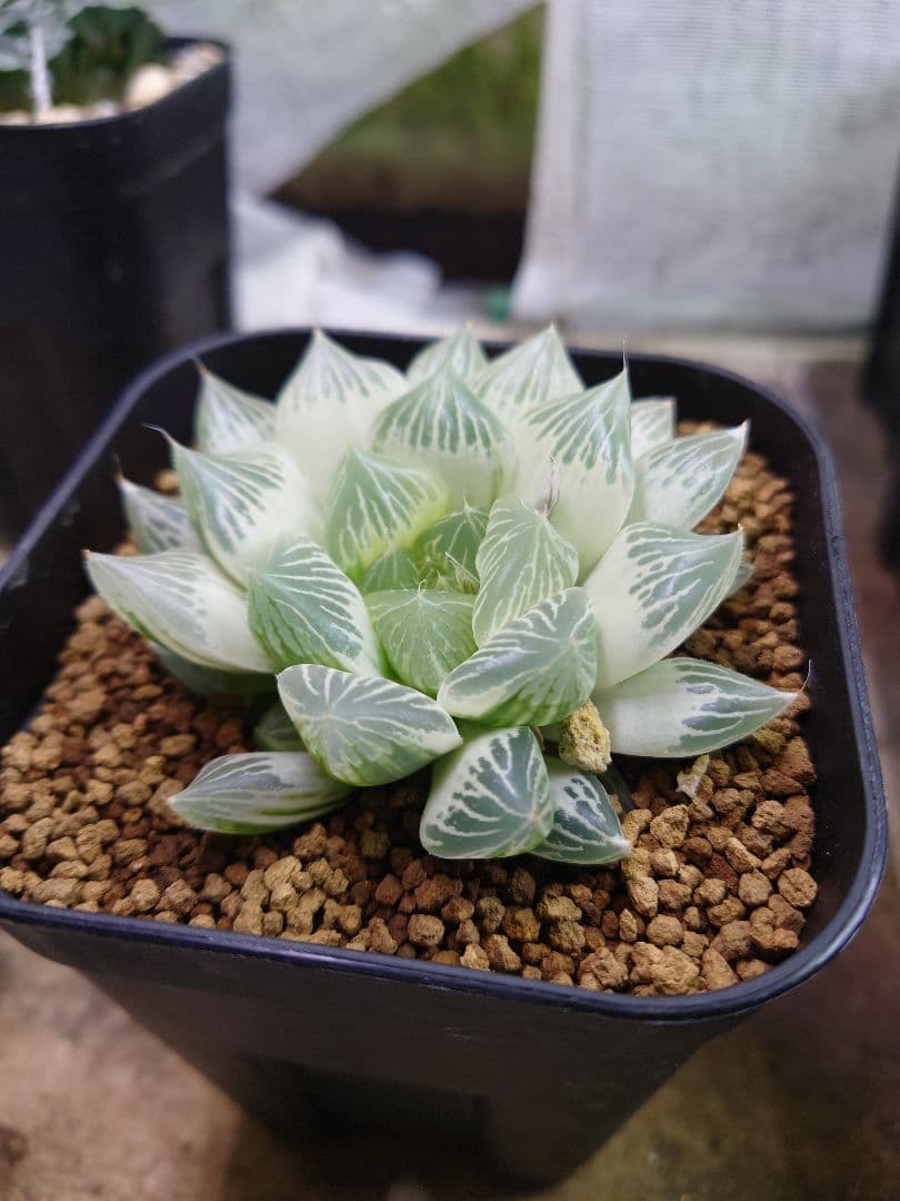 【白蛇伝】極上極美株　子株付き！　親株サイズ