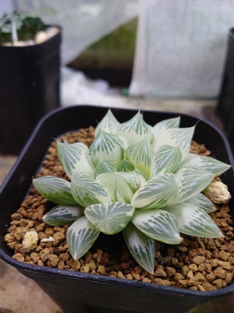 【白蛇伝】極上極美株　子株付き！　親株サイズ