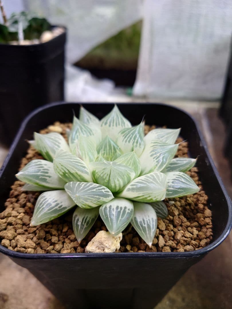 【白蛇伝】極上極美株　子株付き！　親株サイズ