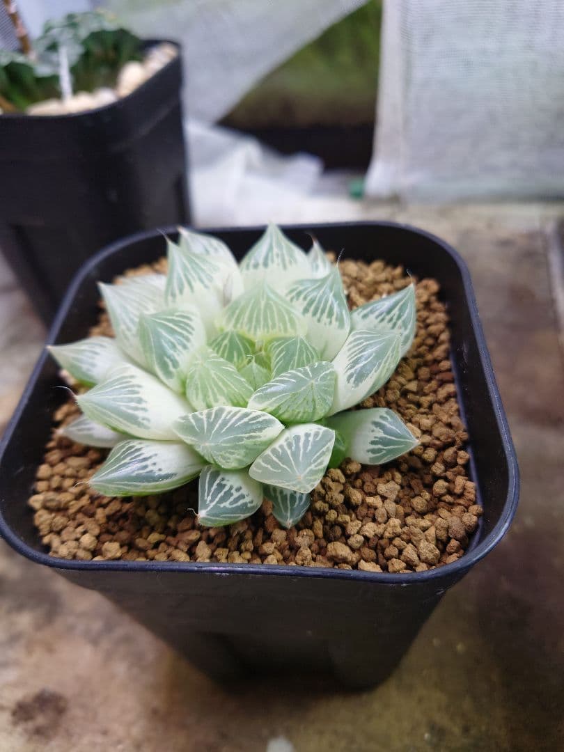 【白蛇伝】極上極美株　子株付き！　親株サイズ