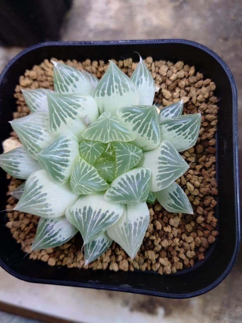 【白蛇伝】極上極美株　子株付き！　親株サイズ