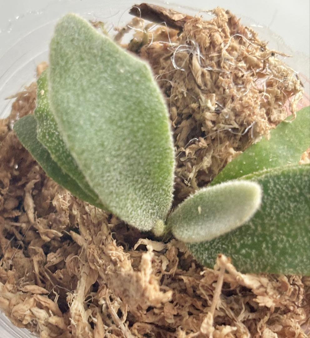 【メルカリ便】P. Willinckii (spore) 【47】