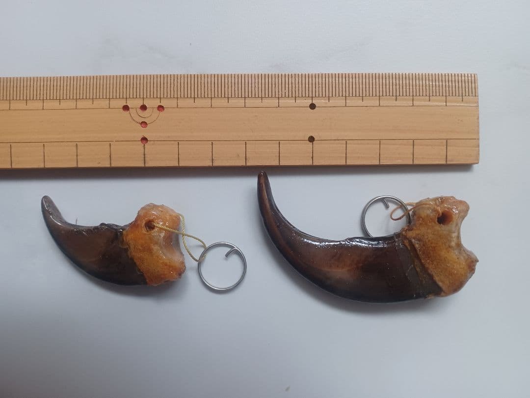 大人気 本物ヒグマの爪 親子2点セット