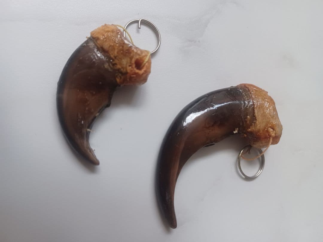 大人気 本物ヒグマの爪 親子2点セット