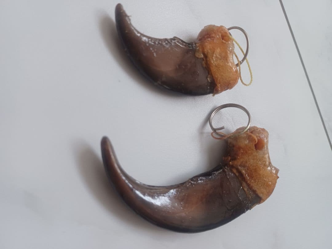 大人気 本物ヒグマの爪 親子2点セット