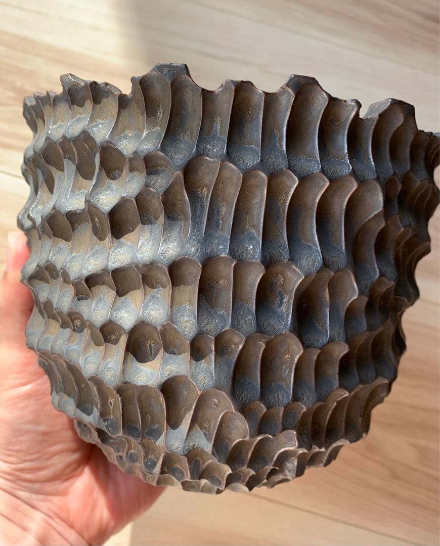 発根済　オペルクリカリア パキプス 手作鉢付き