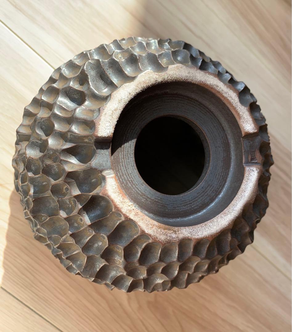 発根済　オペルクリカリア パキプス 手作鉢付き