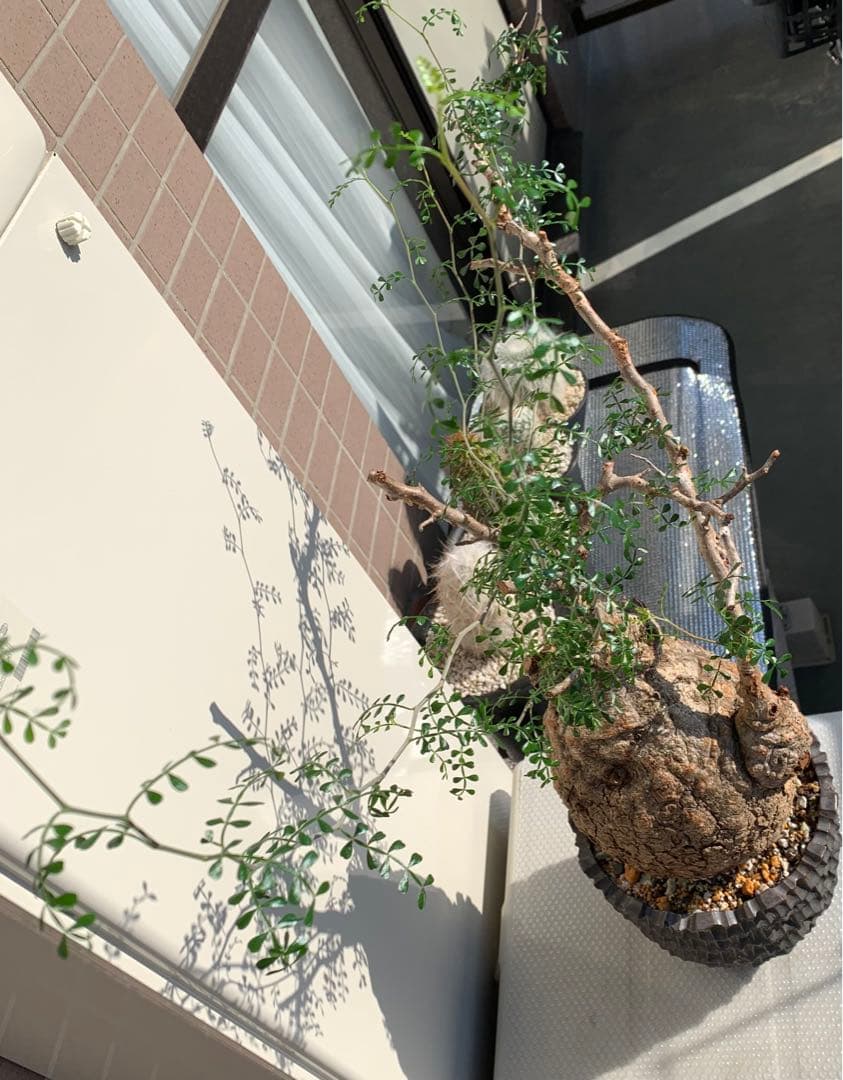 発根済　オペルクリカリア パキプス 手作鉢付き