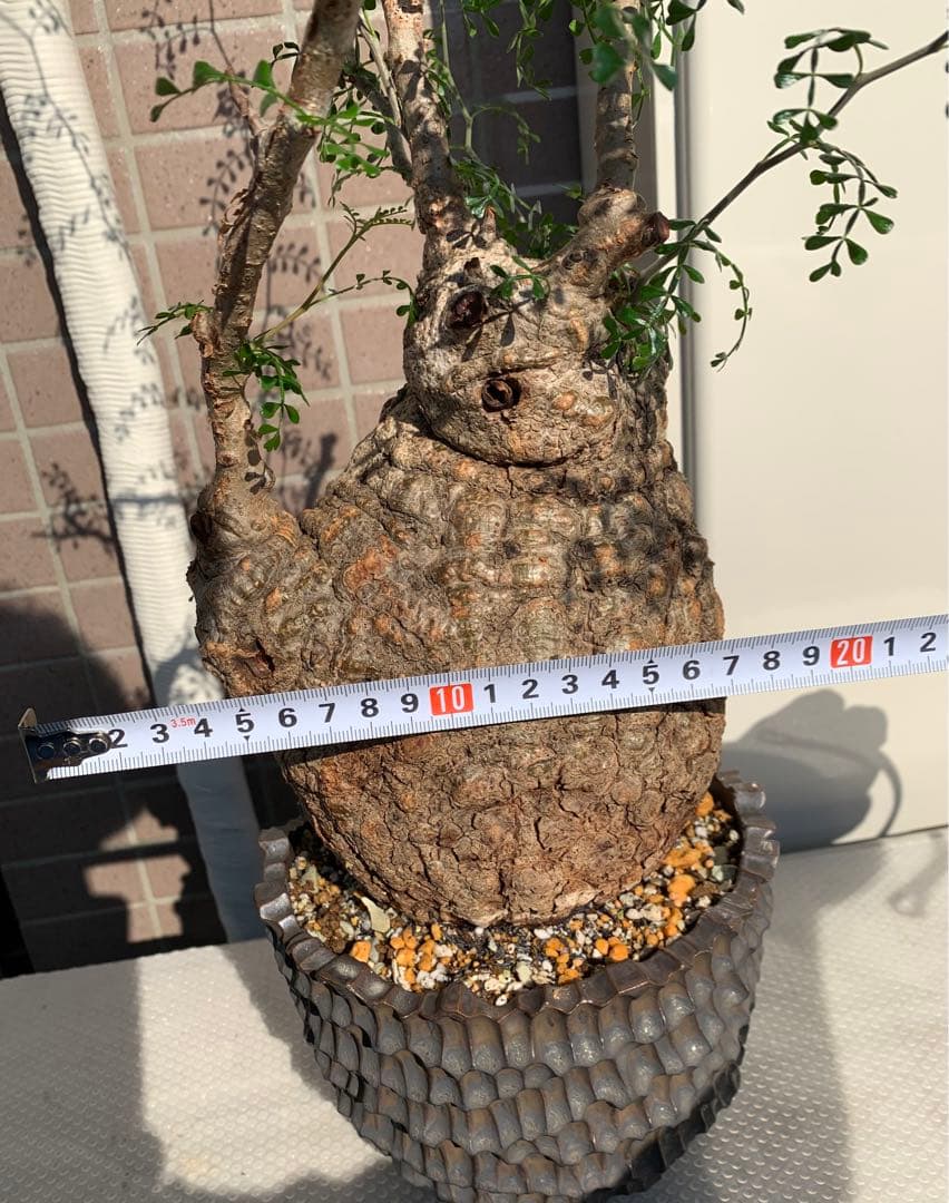 発根済　オペルクリカリア パキプス 手作鉢付き