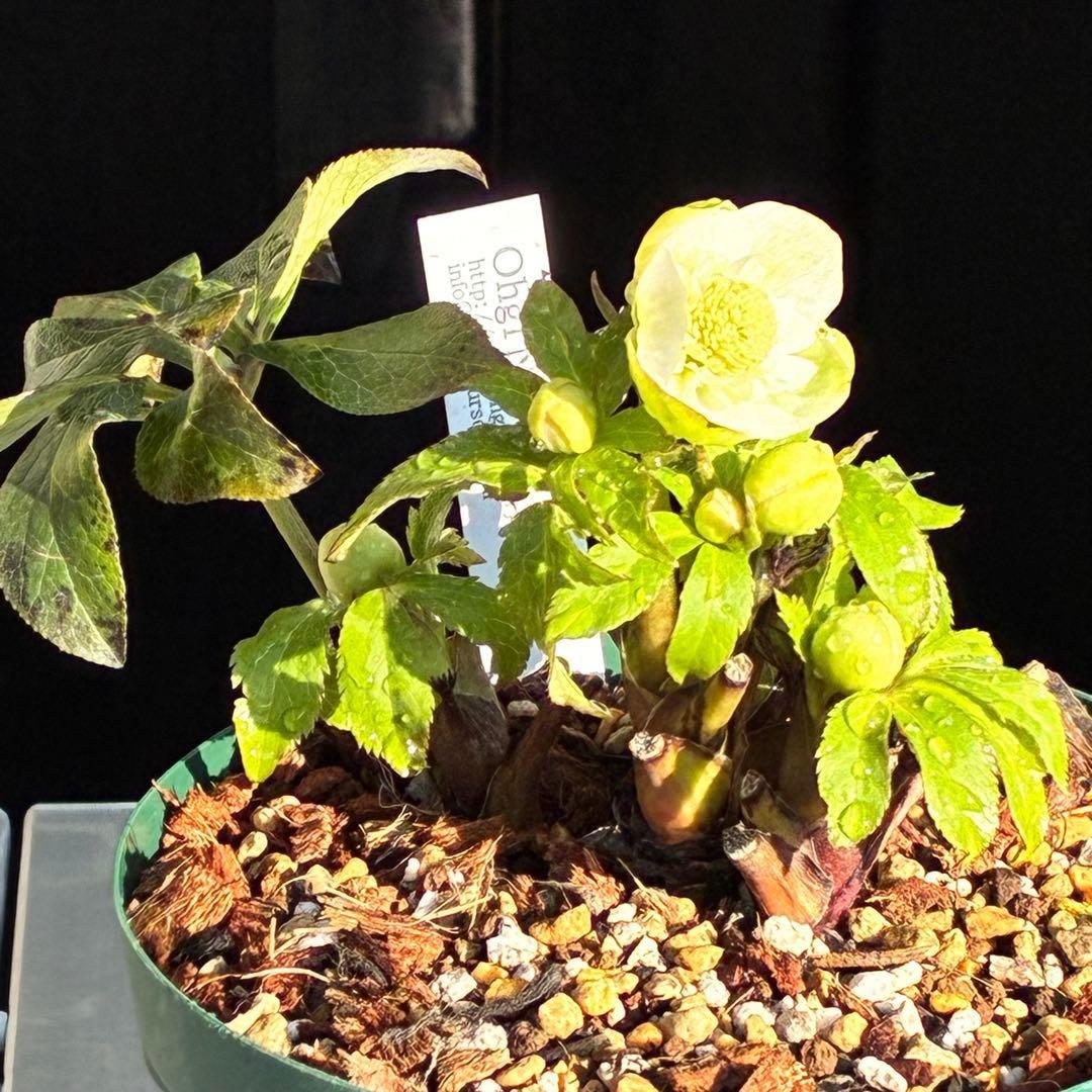 ラ*ク様 3446☘️花タグ付☘️超SD⭐️超小輪⭐️超コンパクト⭐️コロコロ手