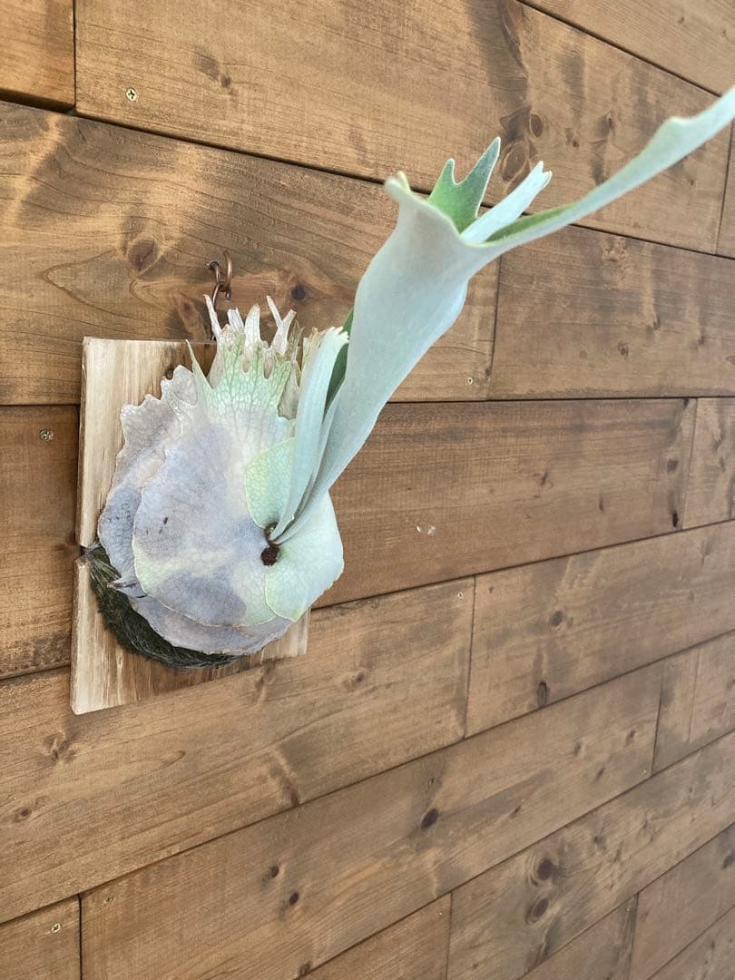 k*n様 ビカクシダ ベイチー\"リミテッド スペシャル セカンド エディション\"