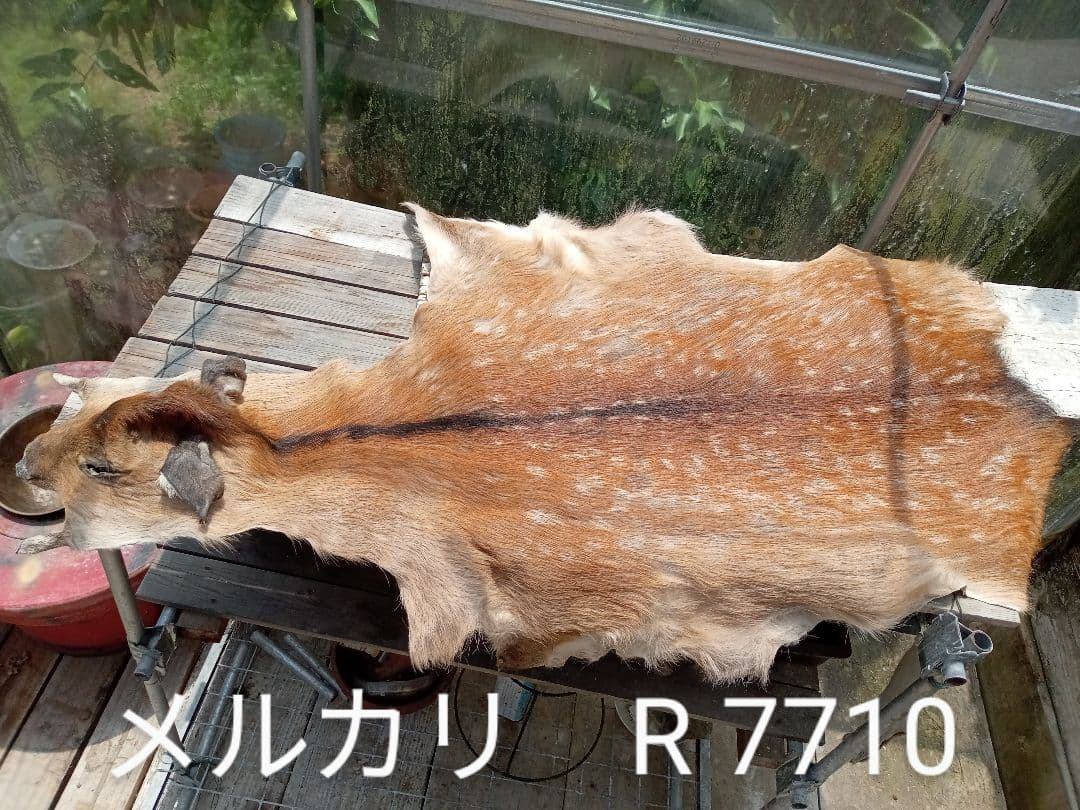 天然日本鹿の夏毛　ラグ
