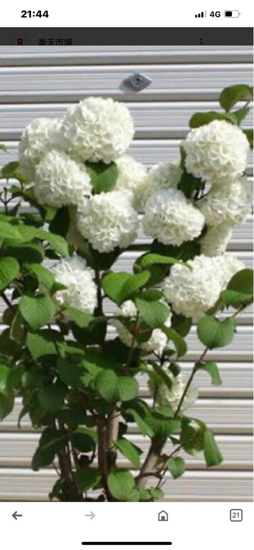 大手毬　白 オオデマリ　ビバーナム　庭木　ガーデニング