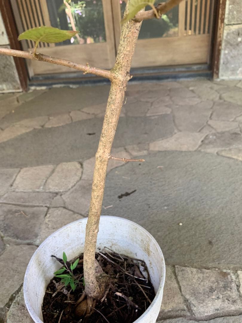 大手毬　白 オオデマリ　ビバーナム　庭木　ガーデニング