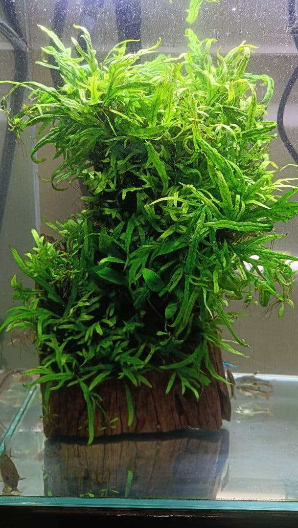 ミクロソリウム　サラワクカピットウエスト　流木1本