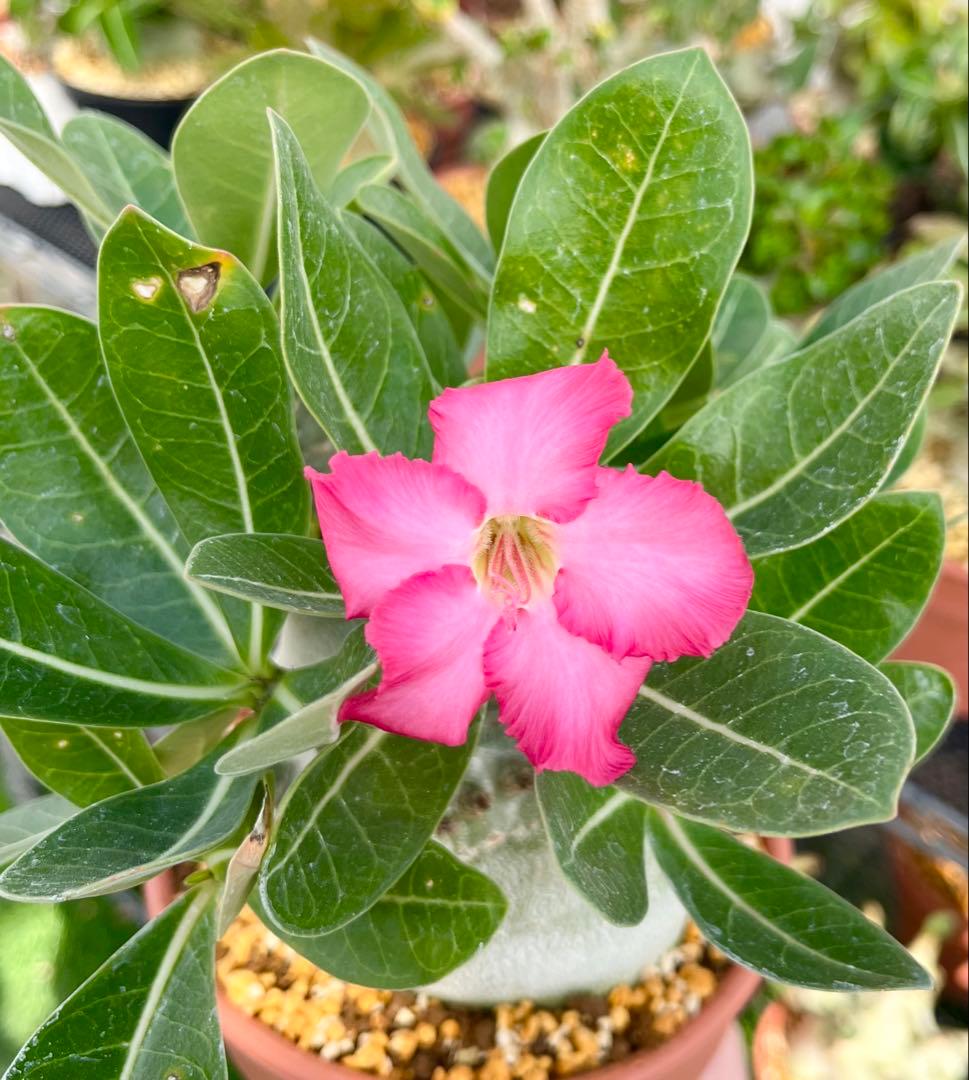 【激レア/ドワーフ/超極太/塊根】アデニウム アラビカムV2ハック鉢植えA-26