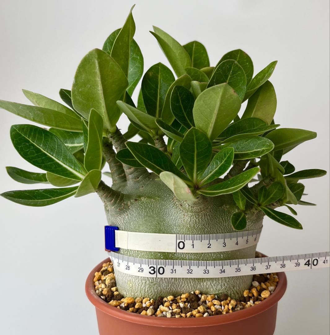 【激レア/ドワーフ/超極太/塊根】アデニウム アラビカムV2ハック鉢植えA-26