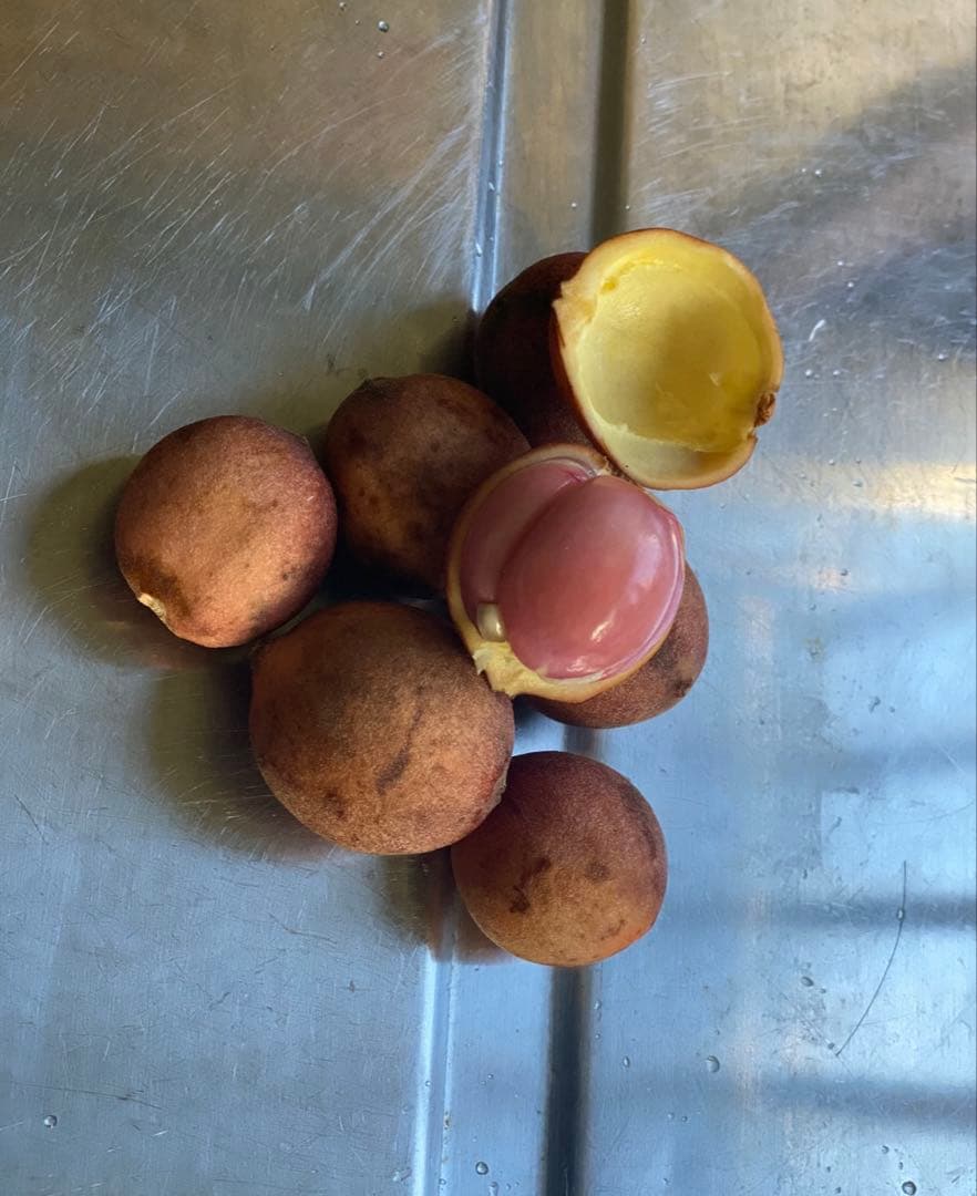 【熱帯果樹：10本セット】ランバイ（Baccaurea motleyana）