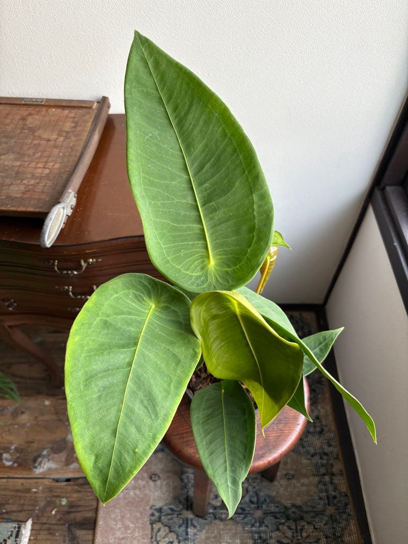 希少 アンスリウム ペルティゲラム peltigerum 4号