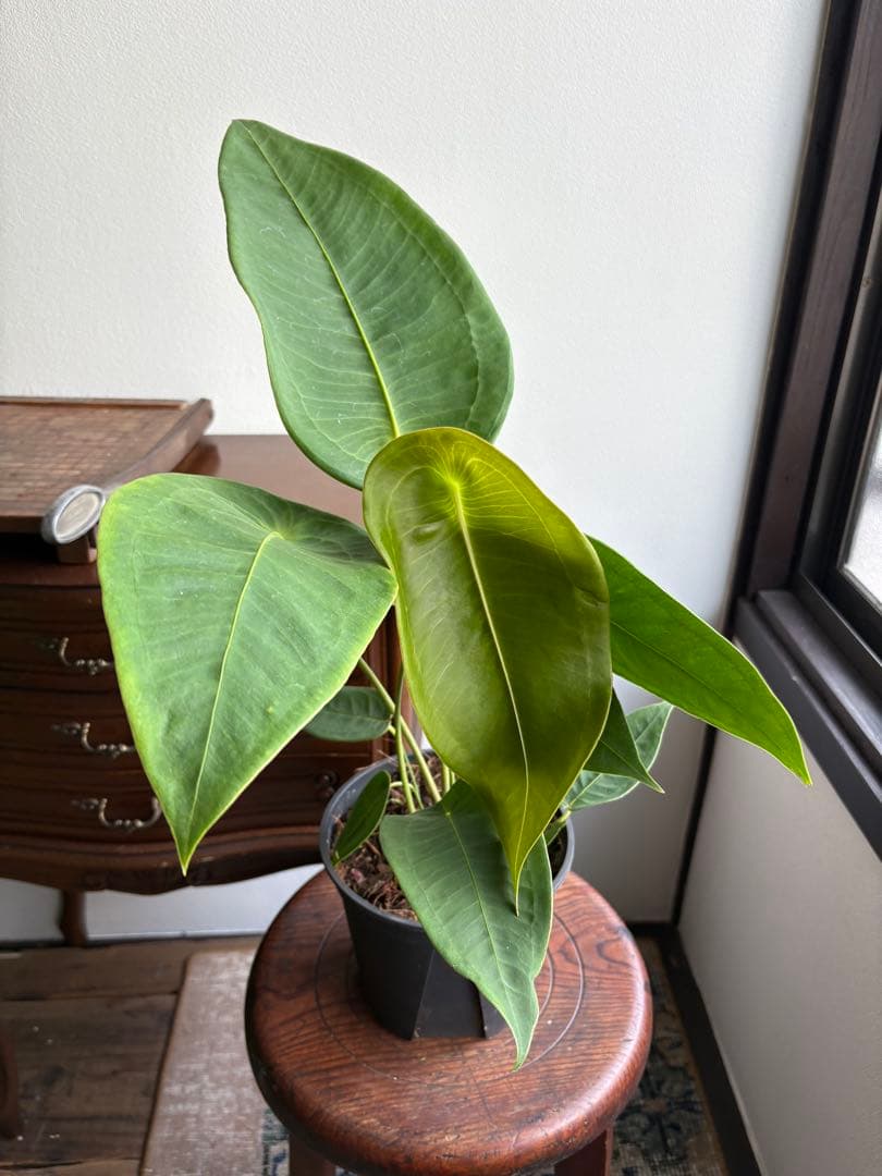 希少 アンスリウム ペルティゲラム peltigerum 4号