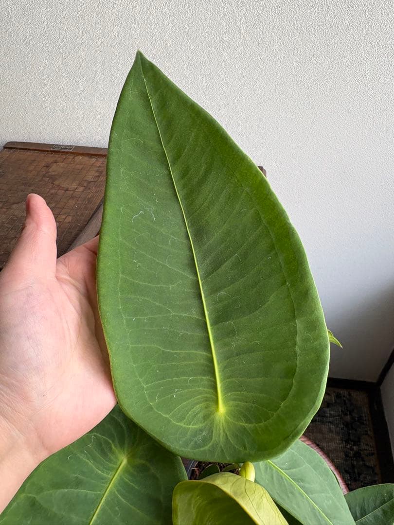 希少 アンスリウム ペルティゲラム peltigerum 4号