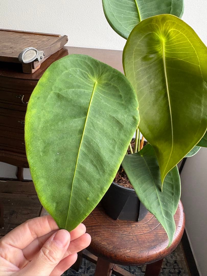 希少 アンスリウム ペルティゲラム peltigerum 4号