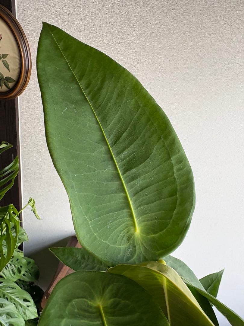 希少 アンスリウム ペルティゲラム peltigerum 4号