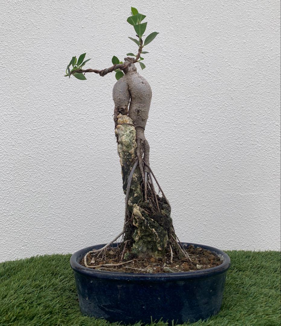 ガジュマル 盆栽