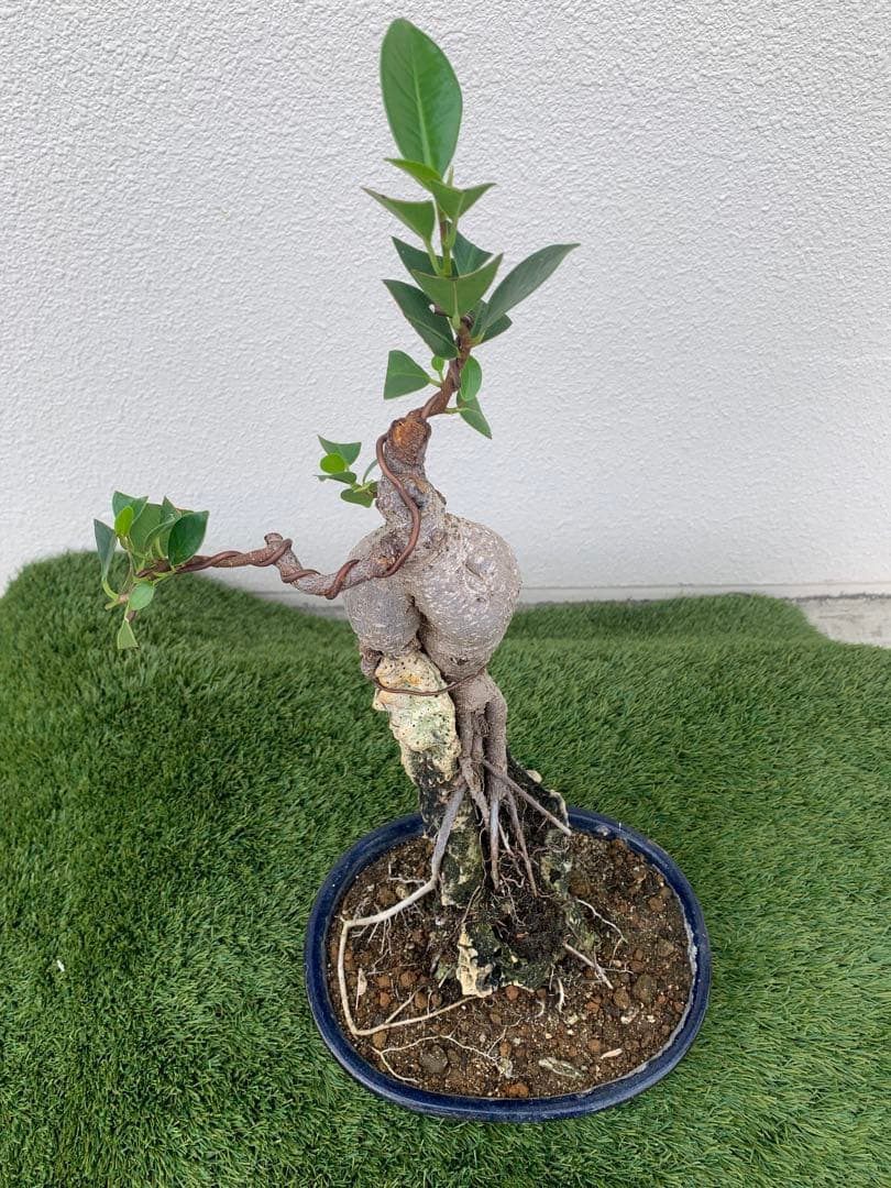 ガジュマル 盆栽