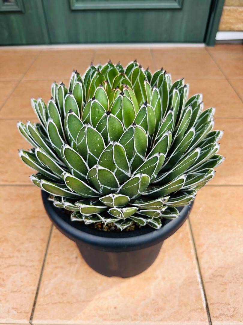 アガベ　笹の雪　短葉　 極上　大株　球型　美株　ドライガーデン　鉢ごと