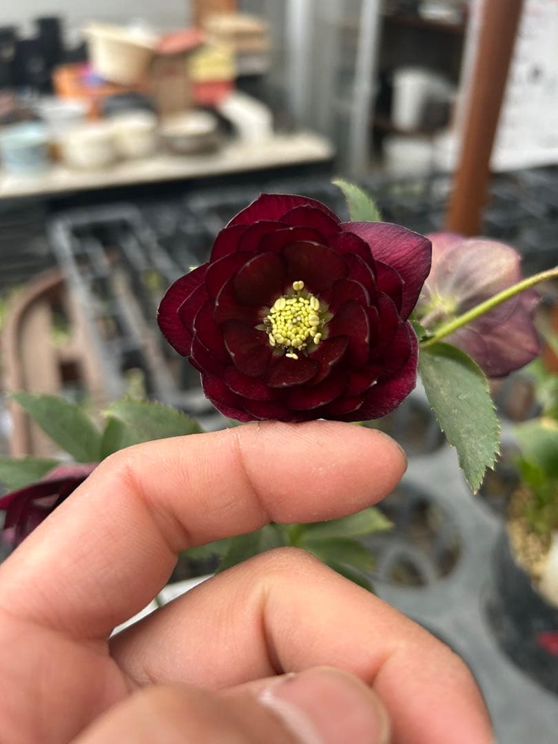 キラメキ⭐︎ ダークレッド 多重花弁 小型鉢