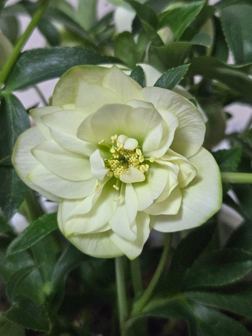 ☆クリスマスローズ☆ダブル　グリーンリップ☆7号鉢☆