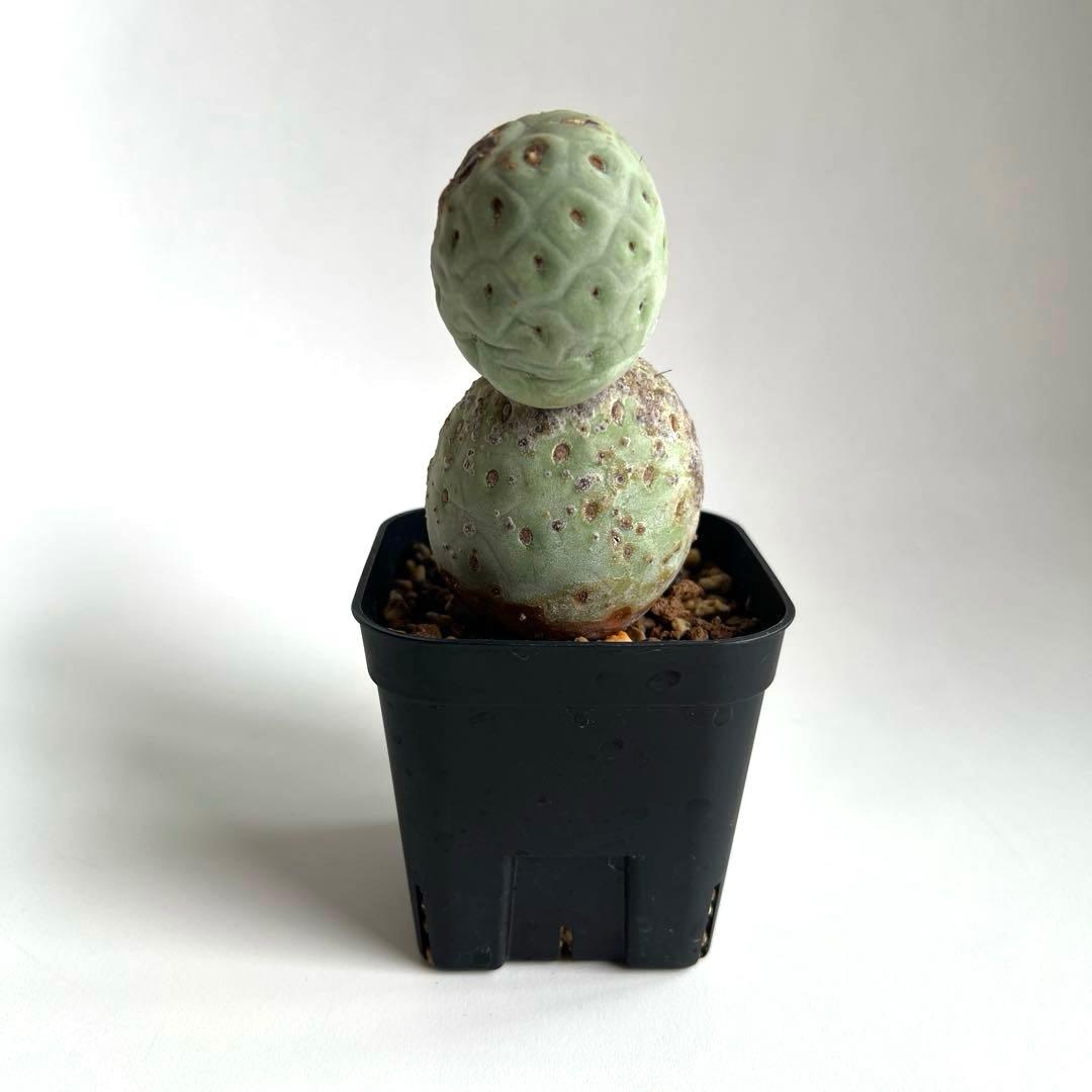 m*e様 ☆美株☆大玉3ball☆ヴィンテージ テフロカクタス ゲオメトリクス☆