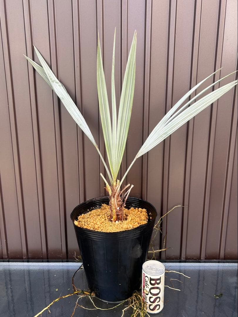 ブラヘア アルマータ J特白個体