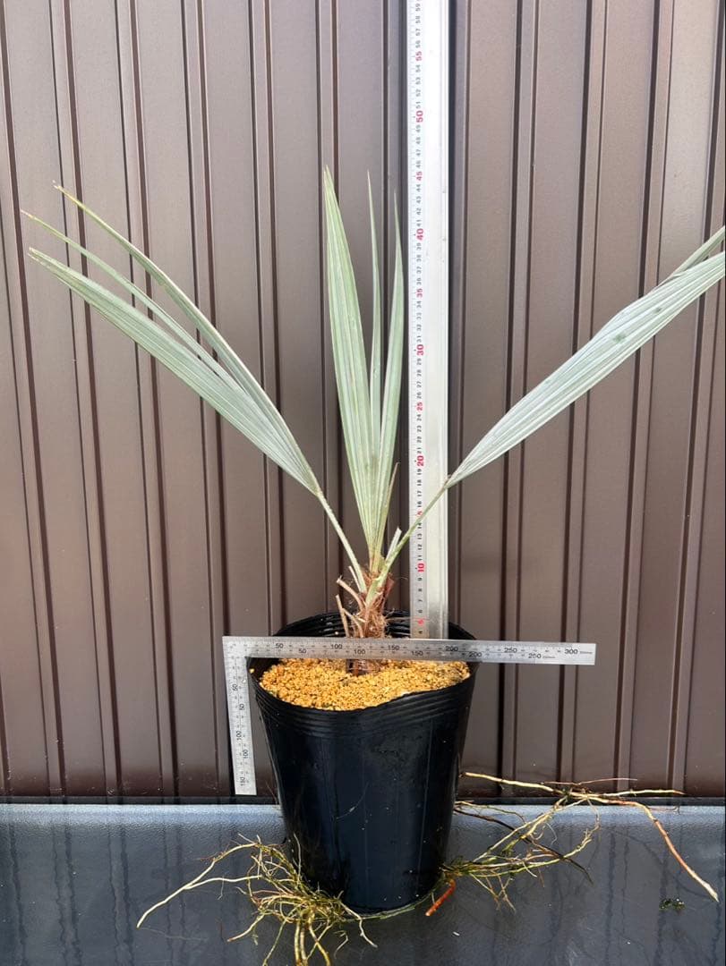 ブラヘア アルマータ J特白個体