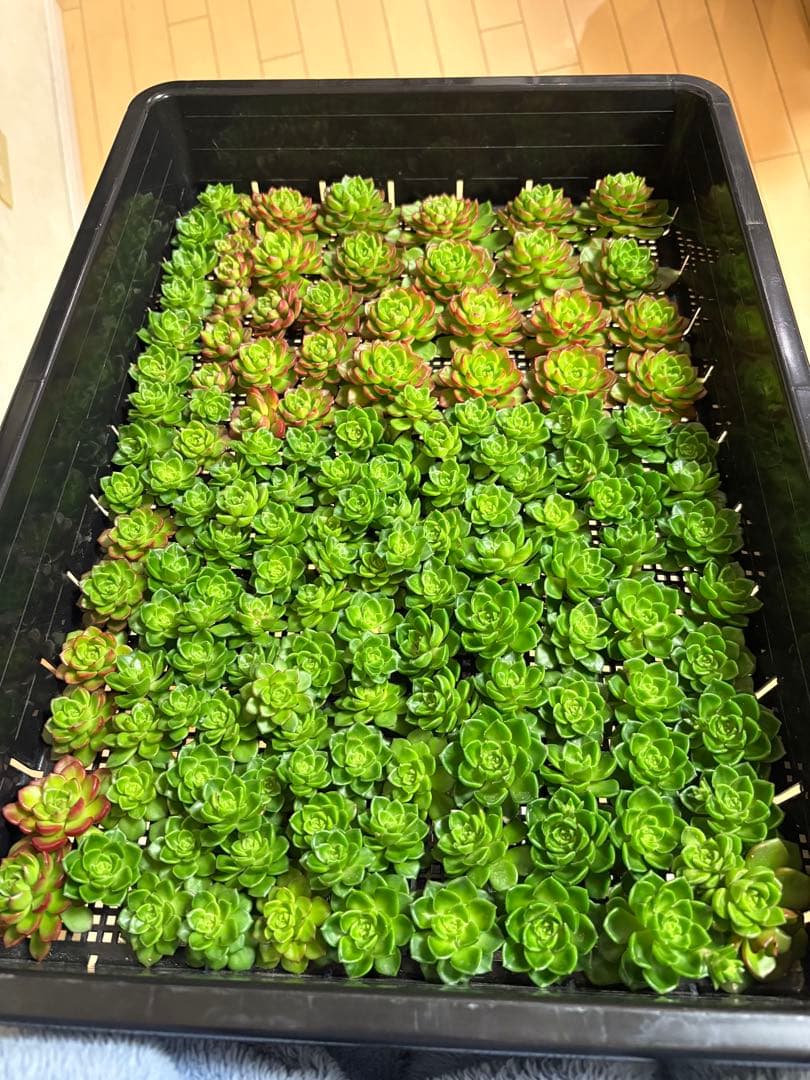 かおたん様 3点おまとめ