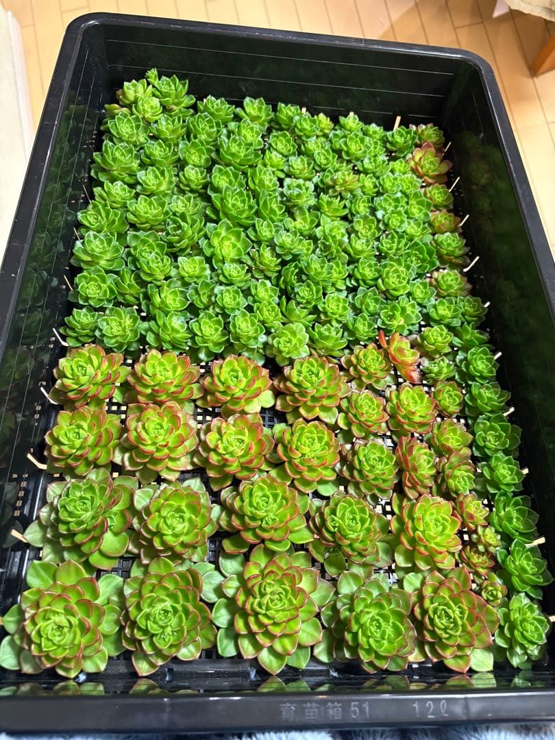 かおたん様 3点おまとめ