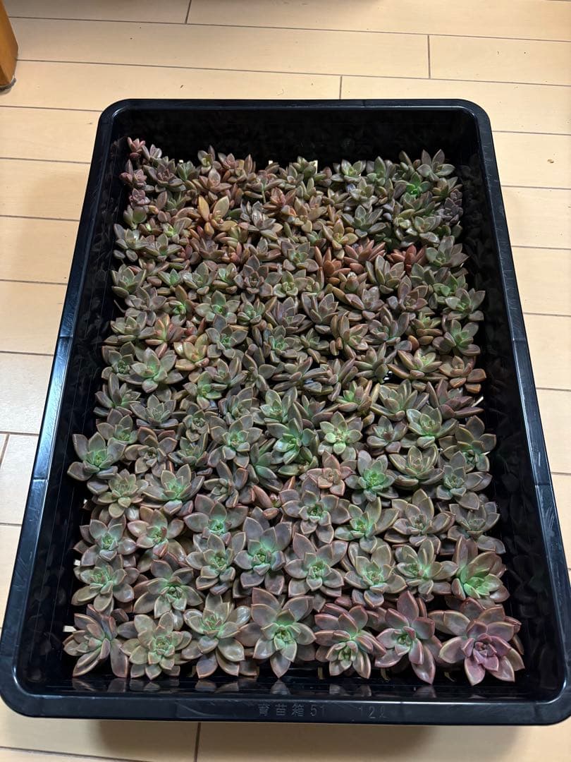 かおたん様 3点おまとめ