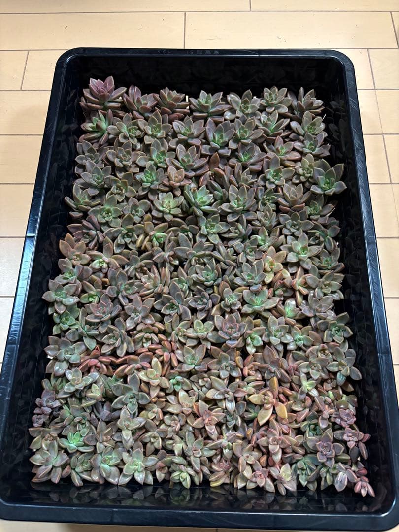 かおたん様 3点おまとめ