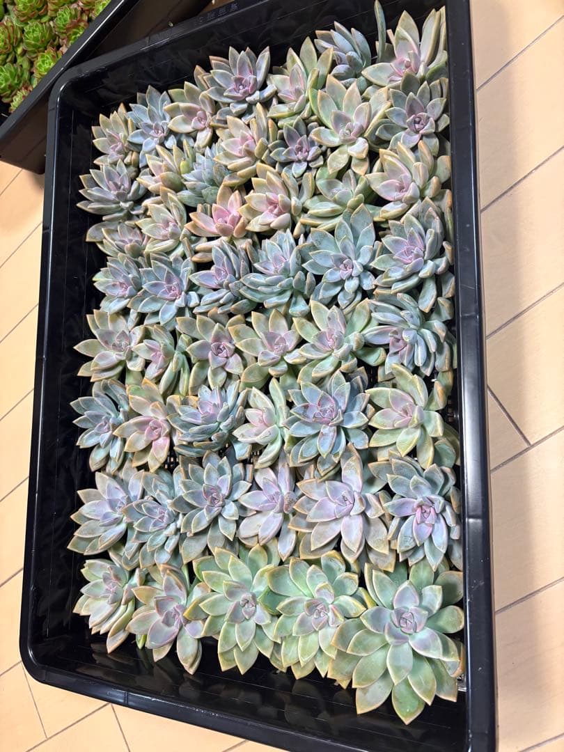 かおたん様 3点おまとめ