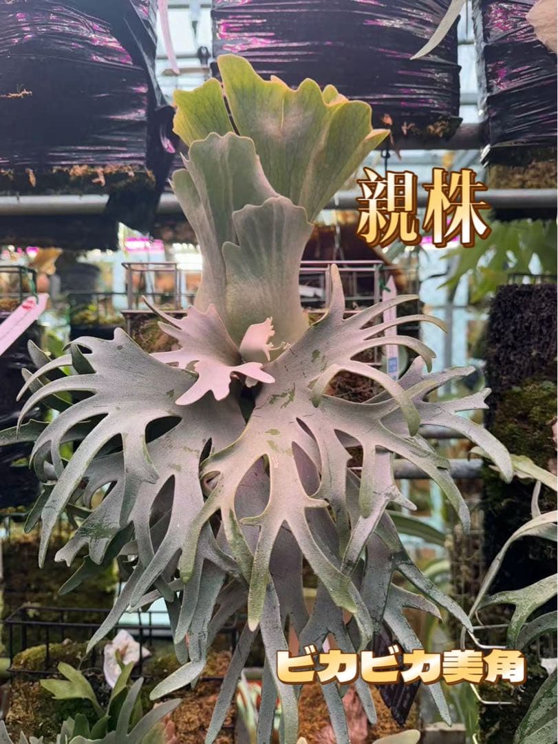 ビカクシダCelso x Yellow moon dwarf select OC